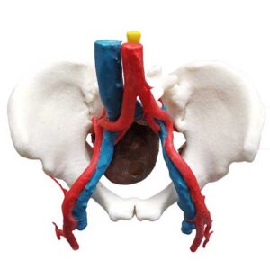 Nerve Tissue